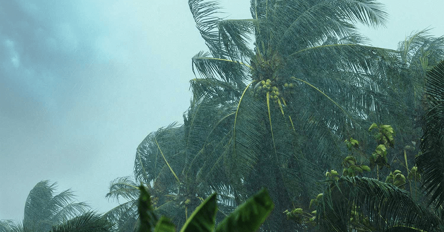 palms in a cyclone