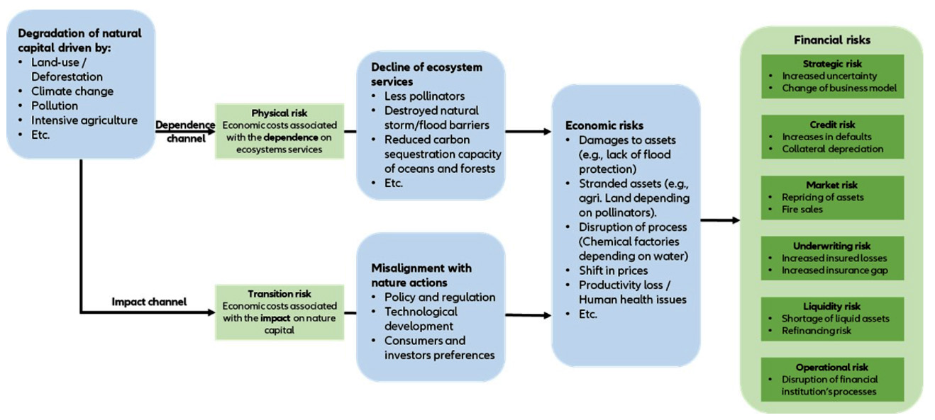 Natural capital loss leads to a decline in ecosystem services, which in turn cause economic losses and risk.