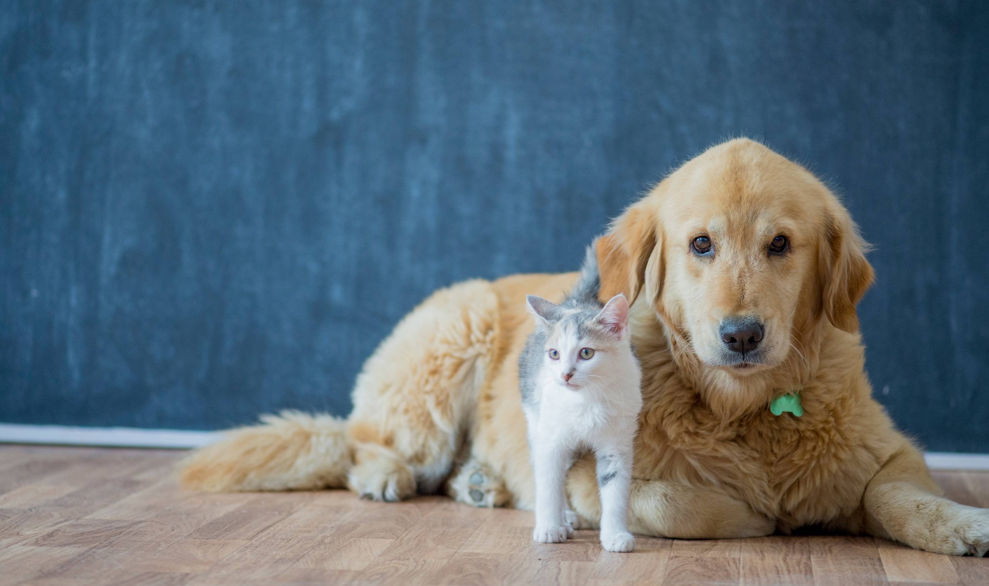 Assurance chien chat