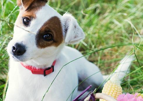 Devis assurance chiens chats