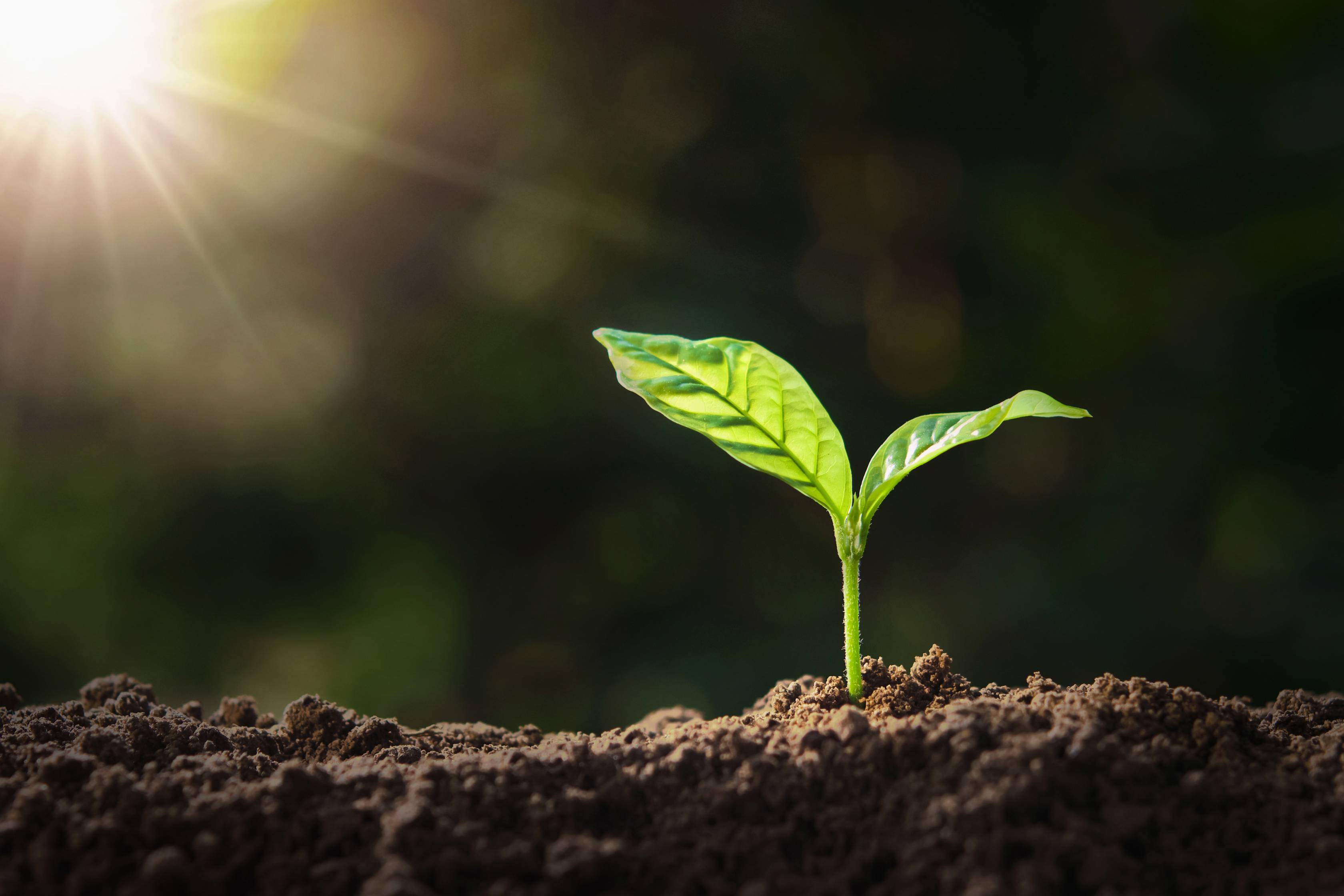 conseils professionnels entreprises environnement RSE
