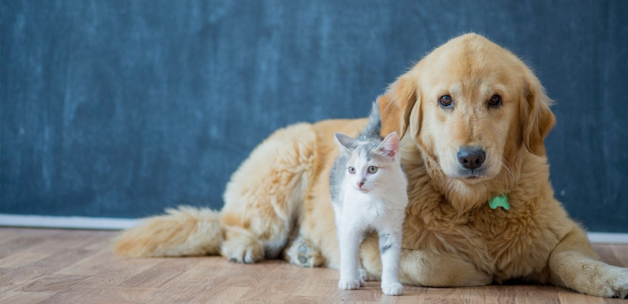 assurance animal de compagnie