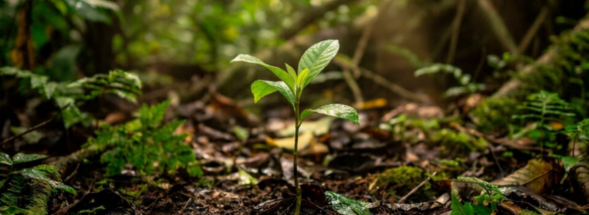 a tree growing in the forest