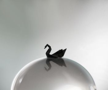 A swan on the ball