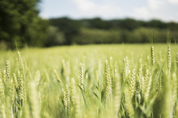 Agrifood: Skeleton in the Closet