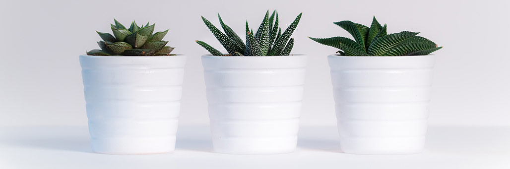 Imagen de una planta con maceta de color blanco