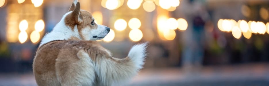 Seguro de mascotas: ¿qué hacer si tu perro se pierde?