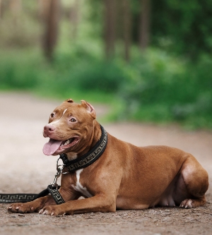 Imagen de un perro potencialmente peligroso
