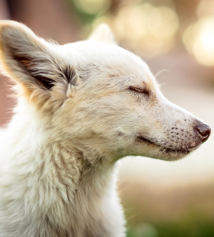 Imagen de un perro de color blanco