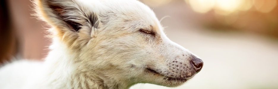 Imagen de un perro de color blanco