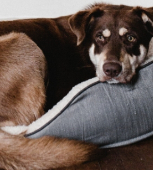 Imagen de un perro sentado en su cama