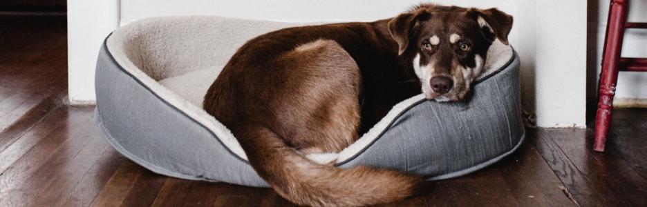 Imagen de un perro sentado en su cama