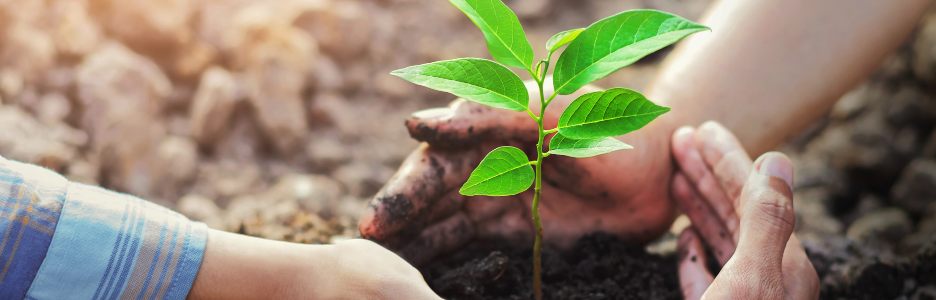 Imagen de personas sembrando plantas