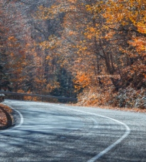 Imagen de una carretera rodeado de un bosque