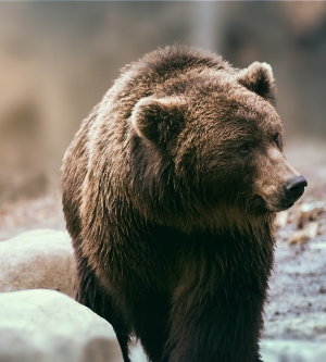 Imagen de un oso en la montaña
