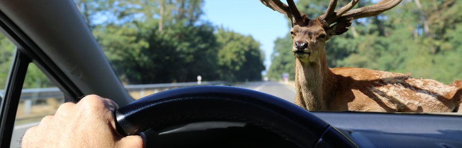 Imagen de un conductor de coche cruzándose con un animal cinegético